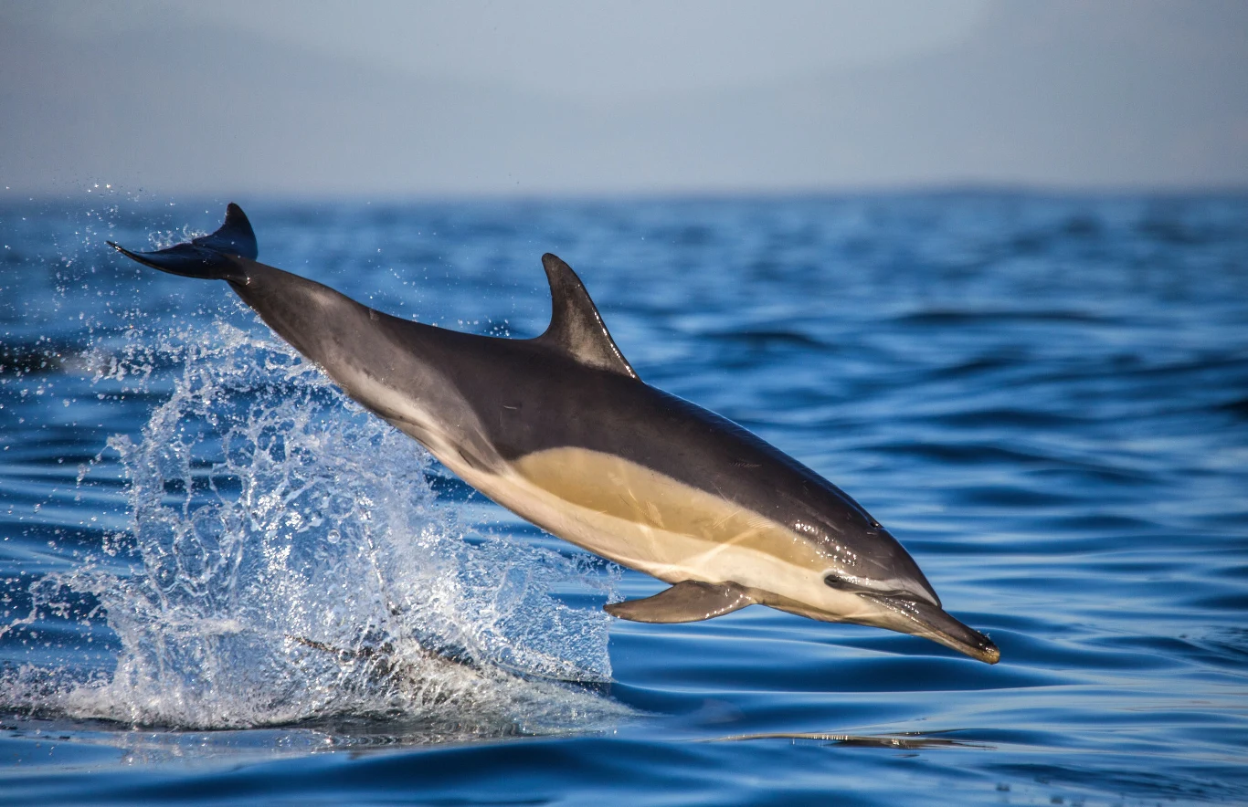 Delfin wyskakujący z wody, dynamicznie zanurzający się w połyskującej tafli oceanu.