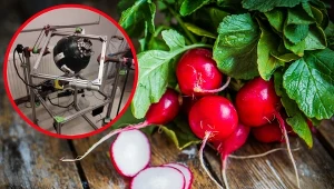 Jak uprawiać rzodkiewkę na Marsie? Polak zbudował symulator