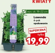 Lawenda Ok.