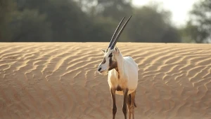Oryks arabski jest niezwykle ważnym zwierzęciem dla Arabów. To także zwierzę biblijne