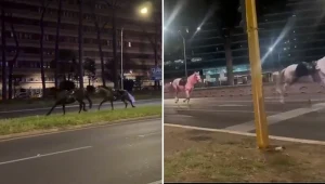 Chaos na ulicach Rzymu. Spłoszone konie galopowały przez miasto