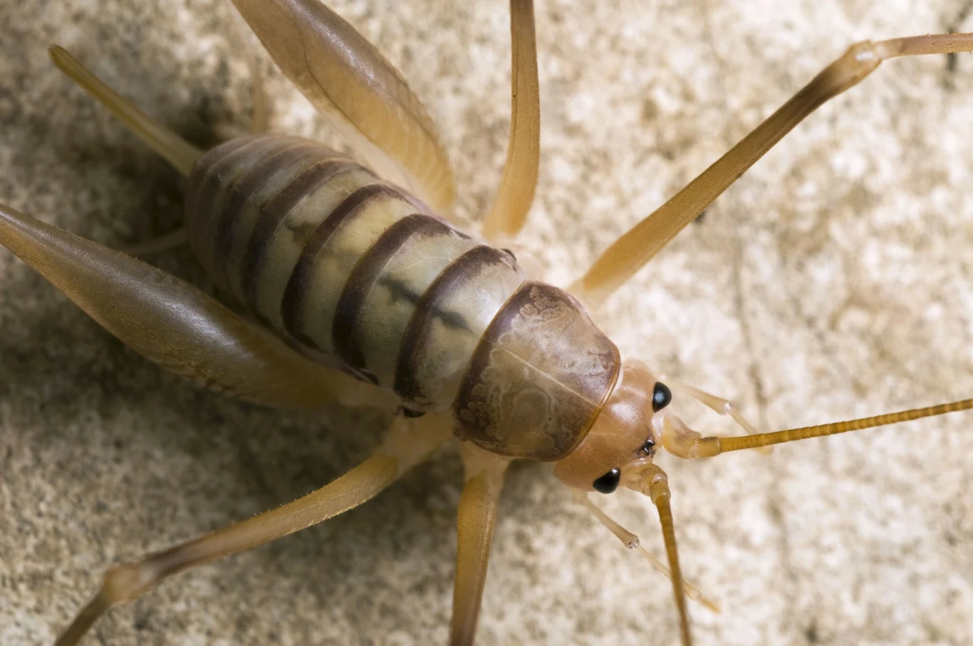 Dolichopoda laetitiae - jeden z oryginalnych świerszczy Jasnobrązowy owad z ciemnymi pasami na odwłoku, długimi odnóżami i czułkami, siedzący na jasnej powierzchni.