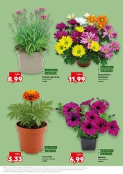 Zielone pomysły na Twój ogród - Kaufland