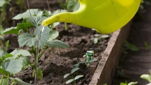 Silniejsza od pokrzywy. Chroni ogórki przed zarazą i mączniakiem