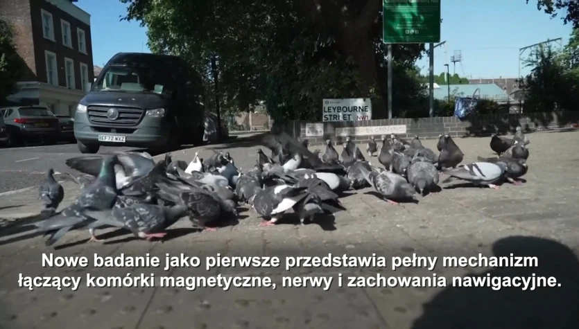 Instynkt nawigacyjny w wątrobie? Naukowcy odkryli tajemnicę gołębi