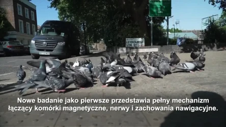 Instynkt nawigacyjny w wątrobie? Naukowcy odkryli tajemnicę gołębi