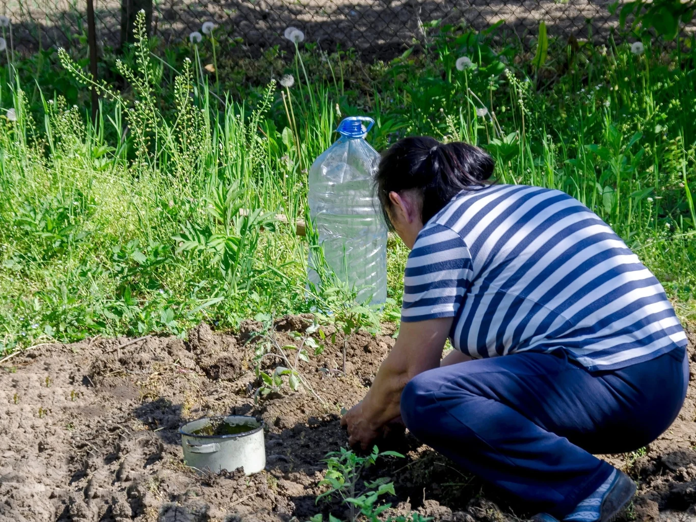 Kobieta w pasiastym t-shircie klęczy na ziemi i pielęgnuje rośliny w ogródku, obok niej duża plastikowa butelka z wodą.