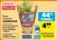 Rozmaryn Carrefour