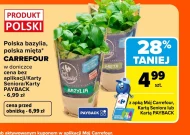 Bazylia w doniczce Carrefour