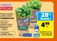Bazylia w doniczce Carrefour