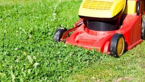 Trawnik będzie gęsty i soczyście zielony. Kluczowa jest jedna zasada
