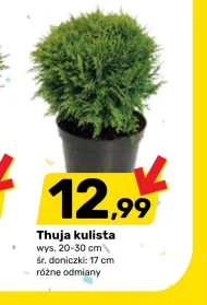 Thuja