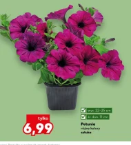 Petunia