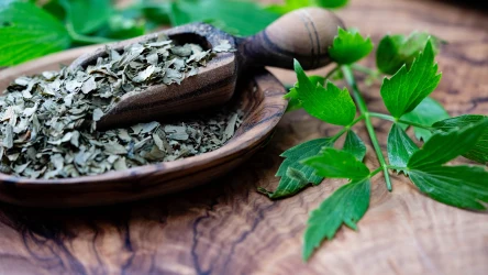 Lubczyk ogrodowy nazywany jest "zielem maggi", z uwagi na podobieństwo w aromacie i smaku do tej popularnej przyprawy. Jak go uprawiać?