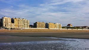 Belgia. Dziesiątki martwych rekinów w Koksijde. Ekspertka wskazuje powód