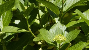 W czerwcu naturalnie wzmocnij hortensje. Liście ukryje pod masą kwiatów
