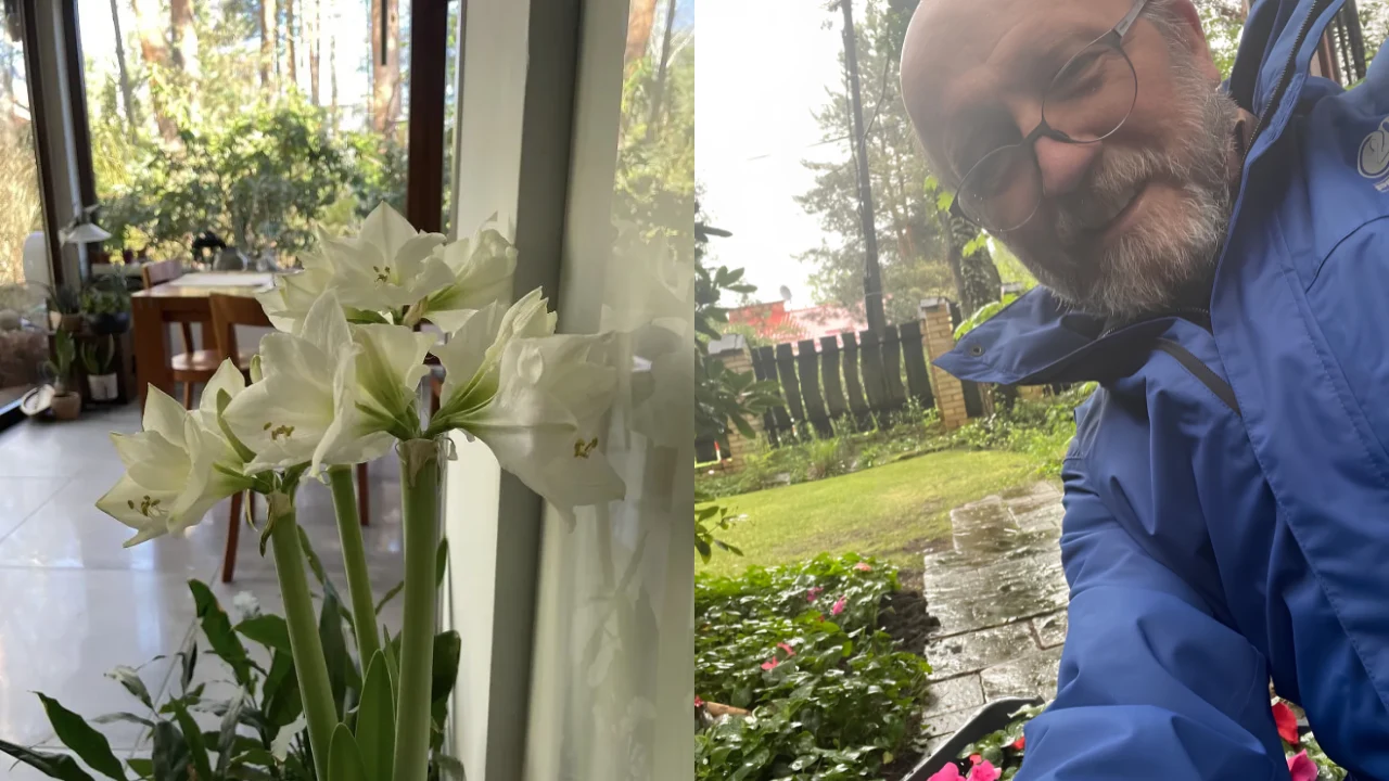 Białe kwiaty amarylisa w wazonie ustawione przy oknie oraz mężczyzna w okularach i niebieskiej kurtce na tle ogrodu z kwitnącymi roślinami.