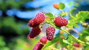 Ma smak maliny i jeżyny w jednym. Owoców daje więcej, niż można zjeść