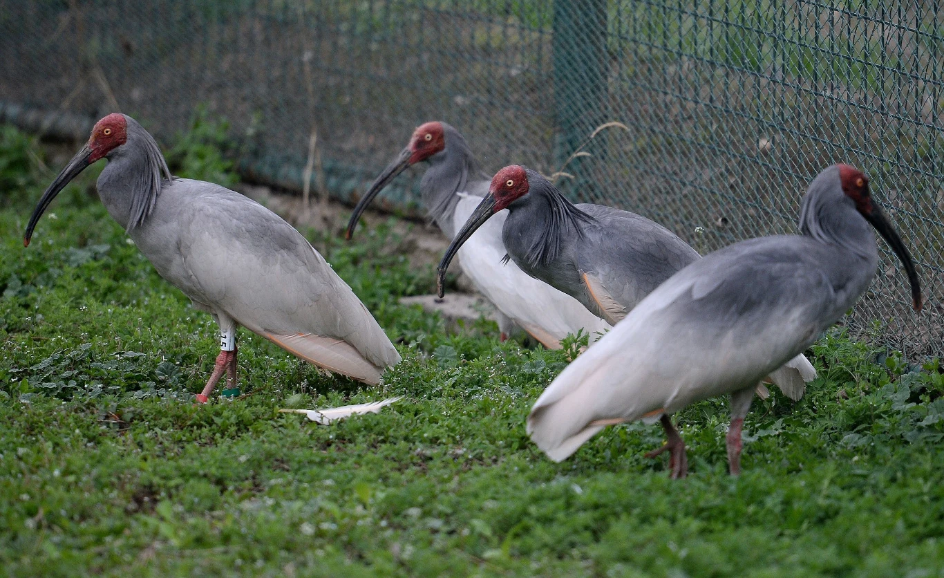 Ibis czubaty występuje obecnie tylko na terenie Chin i Japonii Cztery ptaki o jasnoszarym upierzeniu i długich, zakrzywionych dziobach stoją na zielonej trawie w pobliżu metalowego ogrodzenia.