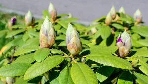Rododendrony są piękne solo, ale warto łączyć je z innymi roślinami.