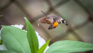 Zawisak to motyl
