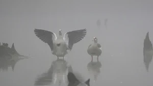 Para gęsi egipskich (Alopochen aegyptiacus) z rozpostartymi skrzydłami nad pogrążonym we mgle Renem, Alzacja, Francja