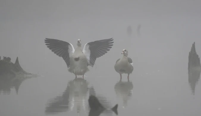 Para gęsi egipskich (Alopochen aegyptiacus) z rozpostartymi skrzydłami nad pogrążonym we mgle Renem, Alzacja, Francja