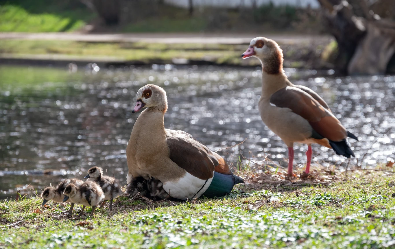 Niedzielny poranek w Trewirze (Nadrenia-Palatynat). Gęś nilowa czuwa opiekuńczo nad kilkoma pisklętami w słońcu, inne eksplorują okolicę