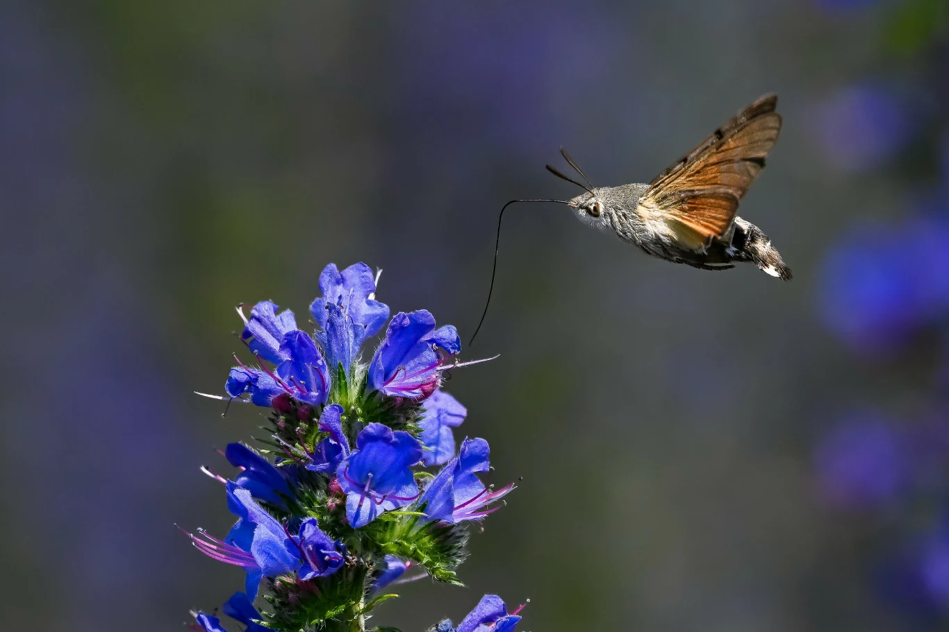 Koliberkowaty motyl zawisł w powietrzu obok kłosowego kwiatostanu z intensywnie niebieskimi i fioletowymi kwiatami, prezentując wyraźne skrzydła o rudej barwie.