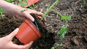 Czerwcowe sadzenie pomidorów. Na co trzeba zwrócić uwagę?