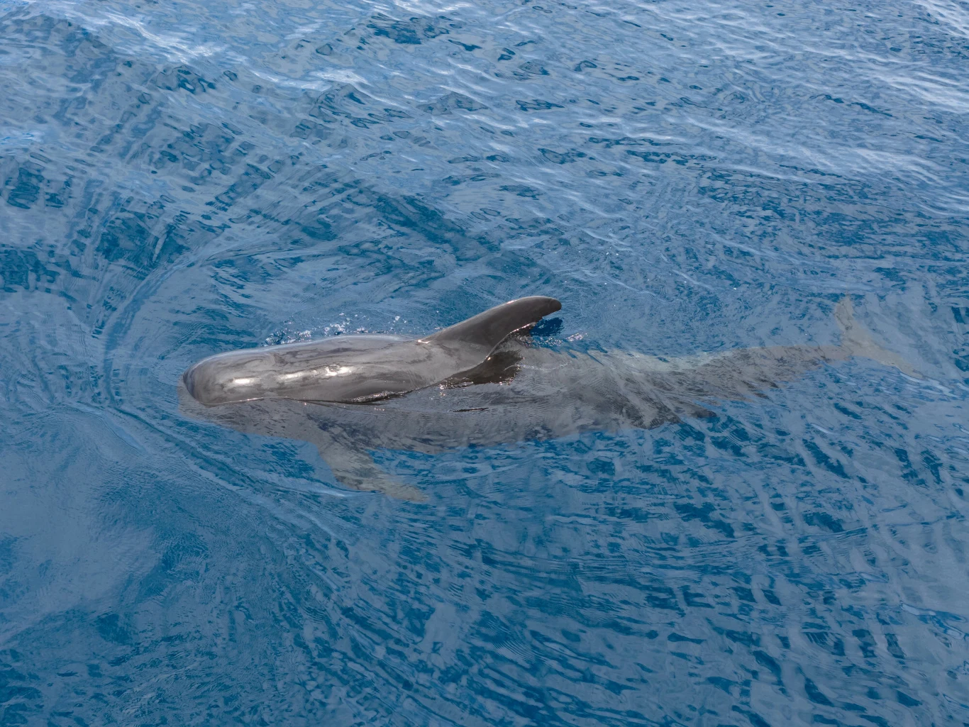 Grindwal krótkopłetwy zwany jest też pilotem. To delfin bardzo podobny do wieloryba Grindwal krótkopłetwy wynurzający się na powierzchnię oceanu, widoczna ciemnoszara sylwetka i zaokrąglona głowa.