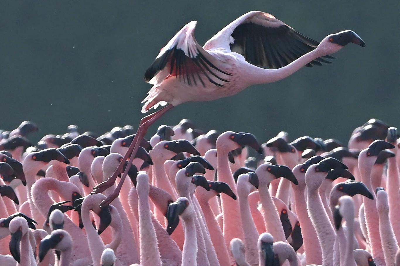 Flamingi żyją w ciepłych strefach klimatycznych