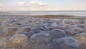 Zakwit meduz nad Morzem Bałtyckim jest coraz częstszy
