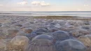 Zakwit meduz nad Morzem Bałtyckim jest coraz częstszy