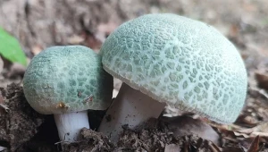Jak rozpoznać gołąbka zielonawego? Sezon, siedliska i cechy rozpoznawcze