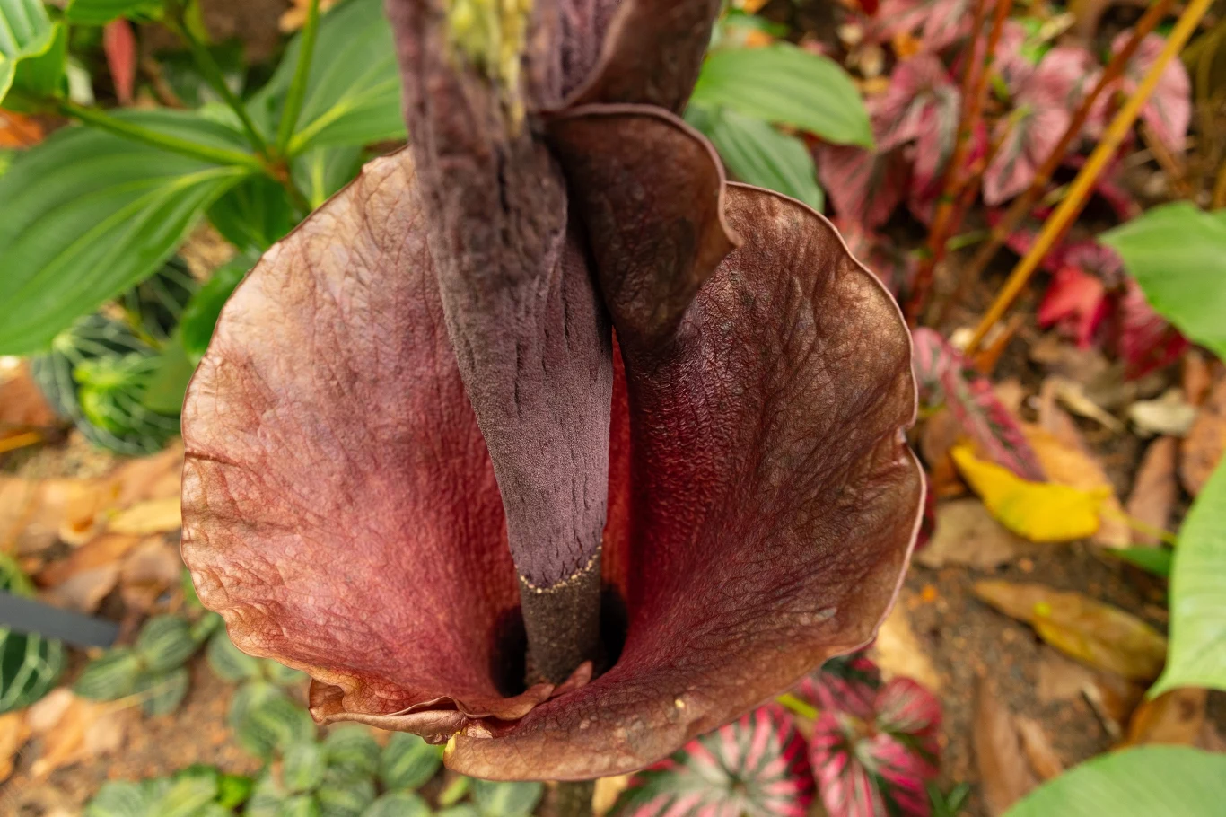 W Polsce konjac można go zobaczyć wyłącznie jako roślinę egzotyczną uprawianą w ogrodach botanicznych. Naturalnie występuje w Azji Duży, kielichowaty kwiat o ciemnobrązowych, purpurowych płatkach oraz wydłużonej, centralnej kolbie, otoczony zielonymi liśćmi i rozproszonymi liśćmi w odcieniach brązu i czerwieni w tle.