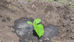 Podlewaj ogórki, by ruszyły z kopyta z owocowaniem. Nawóz na wagę złota