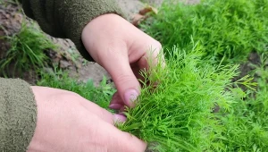 Sukcesywny siew koperku pozwala zbierać świeże, aromatycznie liście od wiosny aż do jesieni.