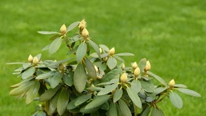 Czerwcowa pielęgnacja rododendronów. Tak wzmocnisz krzew po kwitnieniu