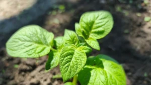 Zmień sposób sadzenia ziemniaków. Czyste bulwy zbierzesz gołymi rękami
