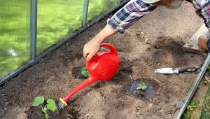 Jedna saszetka na wiadro wody. To naturalny eliksir wzrostu dla ogórków