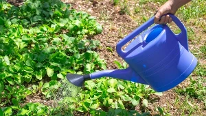 Deszczówka jest najlepszą wodą do podlewania ogrodu warzywnego