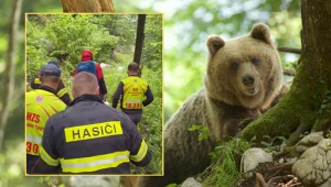 Atak niedźwiedzia na Słowacji. Skomplikowana akcja ratunkowa