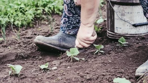Dobra metoda na chwasty w warzywniku. Znikną na długie tygodnie