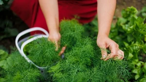 Najlepszy towarzysz dla koperku. Rośnie przy nim podwójnie i aromatyczniej