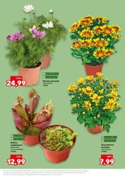 Wosenne inspiracje ogrodowe - Kaufland