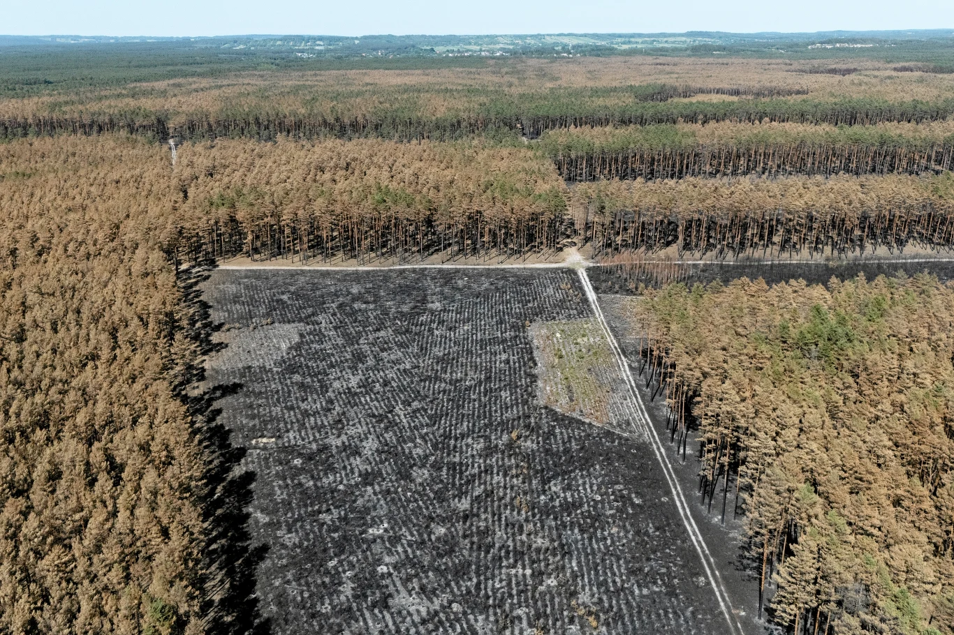 Spalona Puszcza Solska. Jej odbudowa może być pewnym eksperymentem Rozległy obszar spalonej Puszczy Solskiej z jasną drogą leśną i granicą z zielonym lasem.