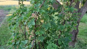 Spryskaj krzew porzeczki, mszyce prędko spadną. Naturalny płyn działa