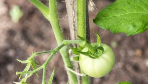 Wielu ogrodników chwali i sypie po pomidory. Naturalny, ale może niszczyć