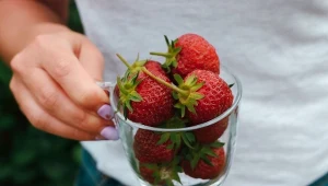Truskawki mają sporo witamin i wartościowego błonnika. Kto powinien jeść je regularnie?